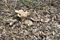 Clitocybe brunneocephala image