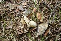 Russula cremoricolor image