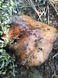 Suillus pungens image