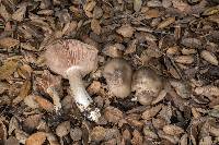 Entoloma lividoalbum image