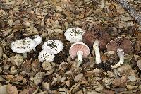 Agaricus xanthodermus image