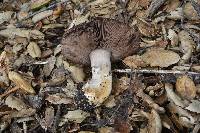 Agaricus albolutescens image