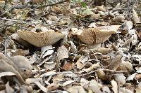 Clitocybe brunneocephala image