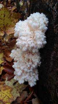 Hericium americanum image