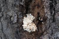 Hericium coralloides image