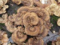 Trametes versicolor image