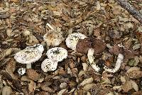 Agaricus xanthodermus image