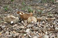 Clitocybe brunneocephala image