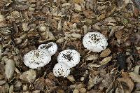 Agaricus xanthodermus image