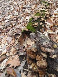 Trametes versicolor image