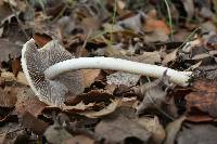 Psathyrella candolleana image