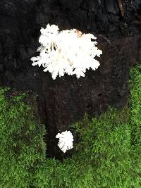 Hericium coralloides image