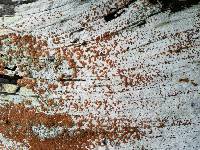 Lecanora xylophila image