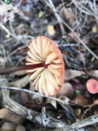 Marasmius plicatulus image