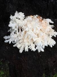 Hericium coralloides image