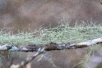 Usnea trichodea image