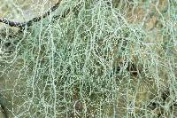 Usnea trichodea image