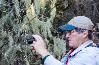 Usnea trichodea image