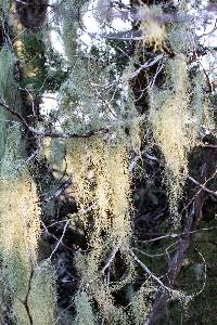 Usnea trichodea image