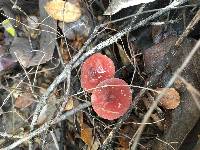 Marasmius plicatulus image