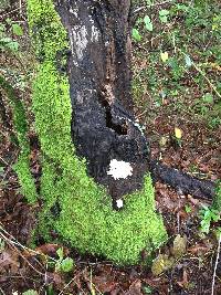 Hericium coralloides image