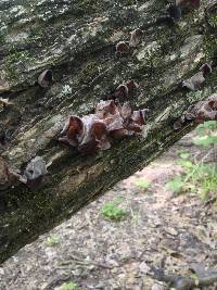 Auricularia auricula-judae image