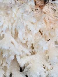 Hericium coralloides image