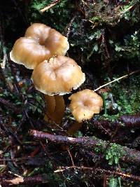 Craterellus tubaeformis image