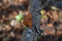 Tremella foliacea image