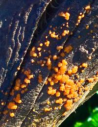 Dacrymyces stillatus image