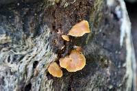 Galerina marginata image