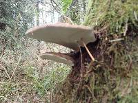 Ganoderma applanatum image