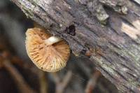 Galerina marginata image