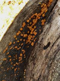 Dacrymyces stillatus image