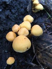 Hypholoma fasciculare image