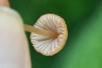 Mycena californiensis image