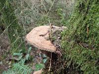 Ganoderma applanatum image