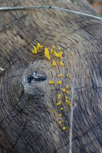 Calocera cornea image