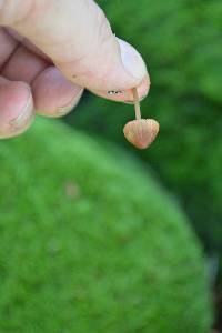 Mycena californiensis image