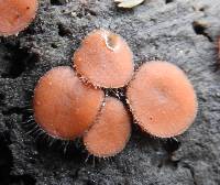 Scutellinia scutellata image