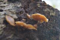 Galerina marginata image