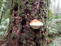 Fomitopsis pinicola image