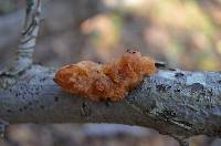 Tremella foliacea image