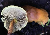 Hypholoma fasciculare image