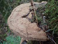 Ganoderma applanatum image