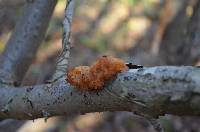 Tremella foliacea image