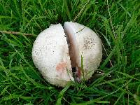 Agaricus bernardii image