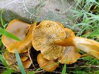 Omphalotus olivascens image