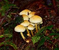 Hypholoma fasciculare image