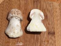 Agaricus hondensis image